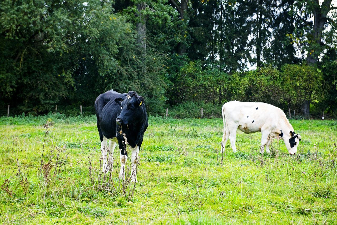 In Den Roden Leeuw Van Limburg Wittem Exteriér fotografie